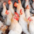 brasil avanca na reabertura de mercados internacionais para carne de frango livre da gripe aviaria garantindo crescimento e confianca