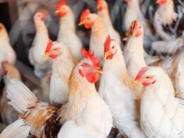 Brasil avança na reabertura de mercados internacionais para carne de frango livre da gripe aviária garantindo crescimento e confiança 23 brasil avanca na reabertura de mercados internacionais para carne de frango livre da gripe aviaria garantindo crescimento e confianca