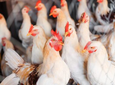 brasil avanca na reabertura de mercados internacionais para carne de frango livre da gripe aviaria garantindo crescimento e confianca