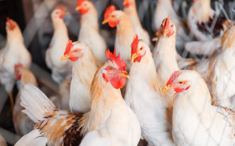 brasil avanca na reabertura de mercados internacionais para carne de frango livre da gripe aviaria garantindo crescimento e confianca