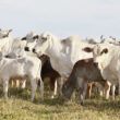brasil avanca nas negociacoes de exportacao de proteinas para o