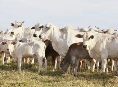 brasil avanca nas negociacoes de exportacao de proteinas para o