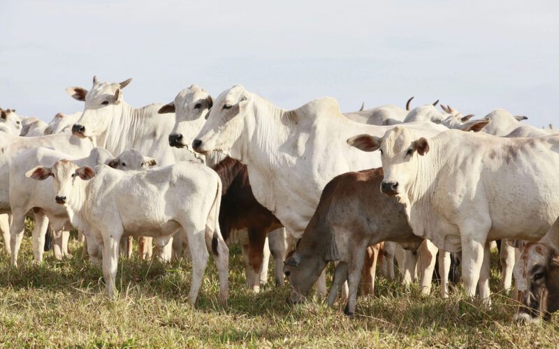 brasil avanca nas negociacoes de exportacao de proteinas para o