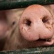 Brasil conquista certificação de livre de febre aftosa sem vacinação, abrindo portas para exportações e segurança alimentar.