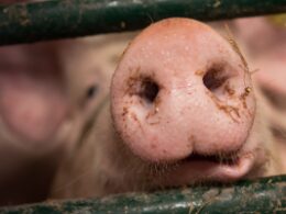 Brasil conquista certificação de livre de febre aftosa sem vacinação, abrindo portas para exportações e segurança alimentar. 22 Brasil conquista certificação de livre de febre aftosa sem vacinação, abrindo portas para exportações e segurança alimentar.