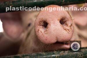 Brasil conquista certificação de livre de febre aftosa sem vacinação, abrindo portas para exportações e segurança alimentar.