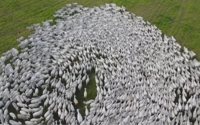 Brasil rumo a se tornar livre de febre aftosa sem vacinação até 2025