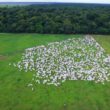 Brasil se destaca como líder global na produção de carne, impulsionando economia e sustentabilidade até 2027