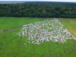 Brasil se destaca como líder global na produção de carne, impulsionando economia e sustentabilidade até 2027