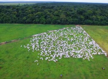 Brasil se destaca como líder global na produção de carne, impulsionando economia e sustentabilidade até 2027