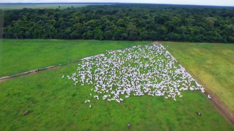 Brasil se destaca como líder global na produção de carne, impulsionando economia e sustentabilidade até 2027
