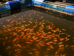 Brasil se destaca em produtividade na piscicultura e projeta liderança global até 2040 com técnicas sustentáveis. 15 Brasil se destaca em produtividade na piscicultura e projeta liderança global até 2040 com técnicas sustentáveis.