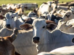 Brasil se destaca no mercado global com carnes premium e sabores irresistíveis para os amantes da gastronomia