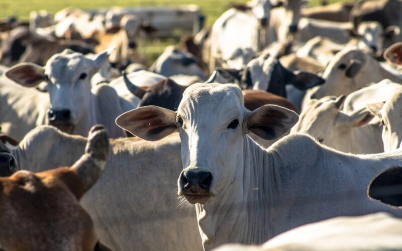 Brasil se destaca no mercado global com carnes premium e sabores irresistíveis para os amantes da gastronomia