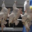 brasil suspende exportacao de carne de aves para china entenda
