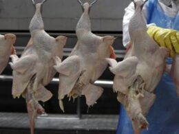 brasil suspende exportacao de carne de aves para china entenda
