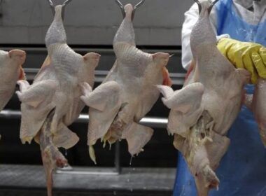 brasil suspende exportacao de carne de aves para china entenda