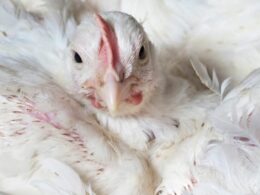 BRF Impulsiona Exportações em 25% com Foco Internacional e Novas Habilitações na Avicultura 27 brf impulsiona exportacoes em 25 com foco internacional e novas