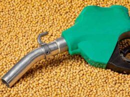 Cadeia da soja mostra sinais de recuperação após queda de 5% no PIB em 2024, apontando oportunidades de investimento 21 cadeia da soja mostra sinais de recuperacao apos queda de