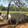 Calor intenso e hidratação adequada garantem carne de qualidade superior e ganho de peso eficiente para o mercado bovino