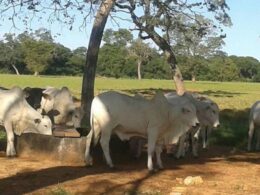 Calor intenso e hidratação adequada garantem carne de qualidade superior e ganho de peso eficiente para o mercado bovino