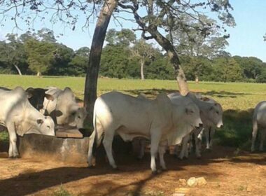 Calor intenso e hidratação adequada garantem carne de qualidade superior e ganho de peso eficiente para o mercado bovino