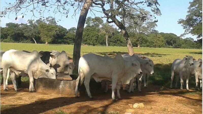 Calor intenso e hidratação adequada garantem carne de qualidade superior e ganho de peso eficiente para o mercado bovino