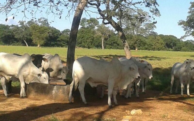 Calor intenso e hidratação adequada garantem carne de qualidade superior e ganho de peso eficiente para o mercado bovino