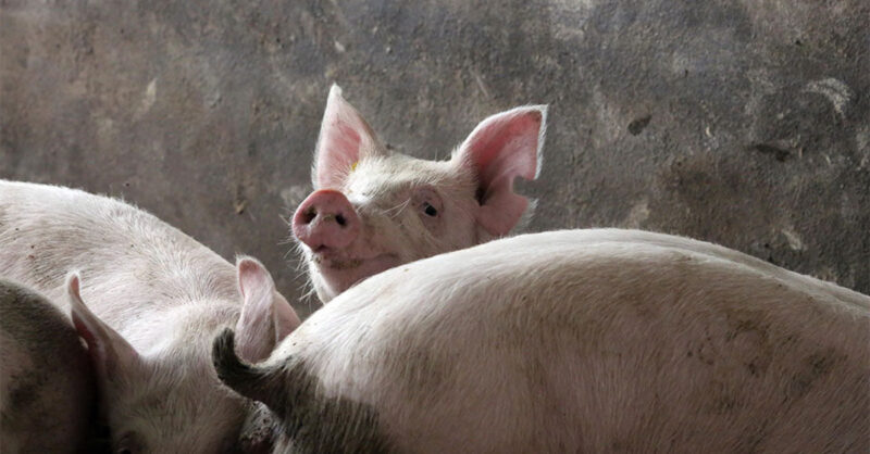 caos e especulacao o futuro incerto do mercado de suinos