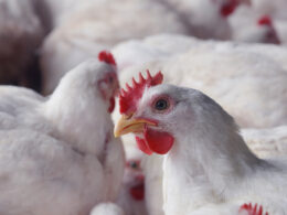Carne de frango enfrenta desafios, mas preços começam a se estabilizar; saiba como isso impacta sua compra.