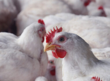 Carne de frango enfrenta desafios, mas preços começam a se estabilizar; saiba como isso impacta sua compra.