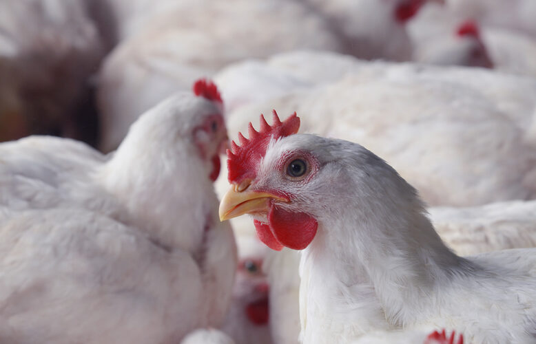 Carne de frango enfrenta desafios, mas preços começam a se estabilizar; saiba como isso impacta sua compra.