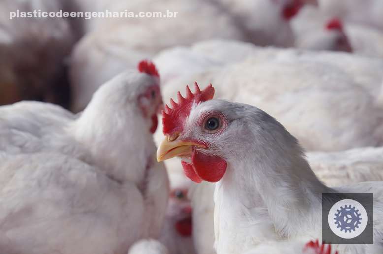 Carne de frango enfrenta desafios, mas preços começam a se estabilizar; saiba como isso impacta sua compra.