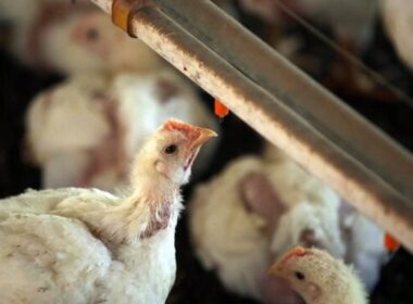 carne de frango mais barata que a bovina mas ainda
