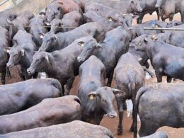 Bahia: Novilhas meio-sangue Angus e boiada castrada dão show de carne de qualidade
