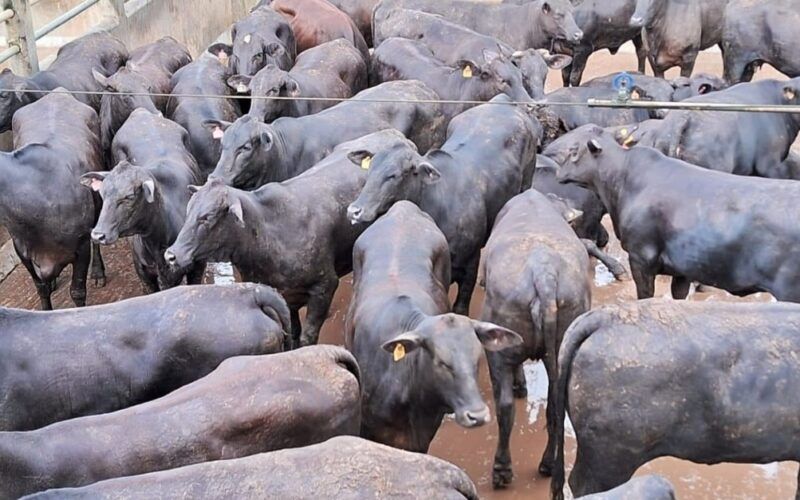 Bahia: Novilhas meio-sangue Angus e boiada castrada dão show de carne de qualidade