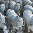 Novilhada de MT tem carne qualificada para consumidor na Europa