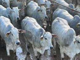 Novilhada de MT tem carne qualificada para consumidor na Europa