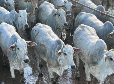 Novilhada de MT tem carne qualificada para consumidor na Europa