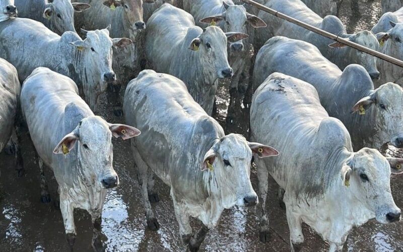 Novilhada de MT tem carne qualificada para consumidor na Europa