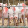 Carne suína brasileira conquista mercado sul-coreano com redução de tarifas e oportunidades de crescimento econômico