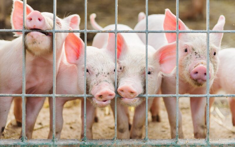 Carne suína brasileira conquista mercado sul-coreano com redução de tarifas e oportunidades de crescimento econômico
