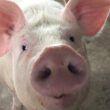 carne suina paranaense conquista o mundo exportacoes batem recordes no
