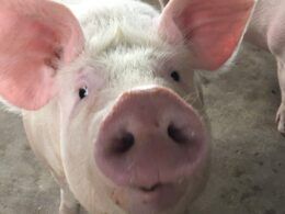 carne suina paranaense conquista o mundo exportacoes batem recordes no