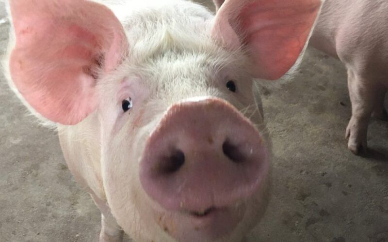 carne suina paranaense conquista o mundo exportacoes batem recordes no