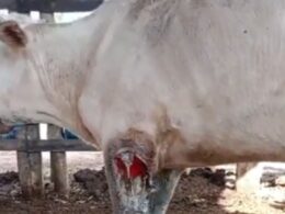 Caroço misterioso em novilha: entenda como identificar e tratar feridas persistentes com eficiência