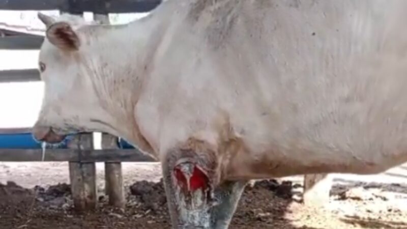 Caroço misterioso em novilha: entenda como identificar e tratar feridas persistentes com eficiência