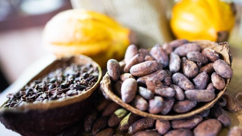 cenario desafiador no mercado de cacau como a queda na