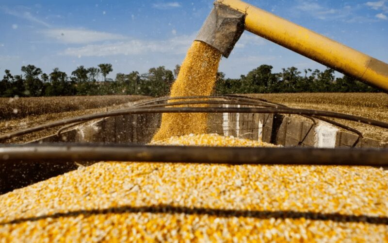 cenario promissor deral preve grande safra de milho no parana