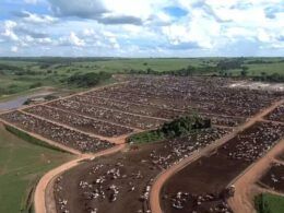 censo do confinamento revela crescimento do setor apesar de ano